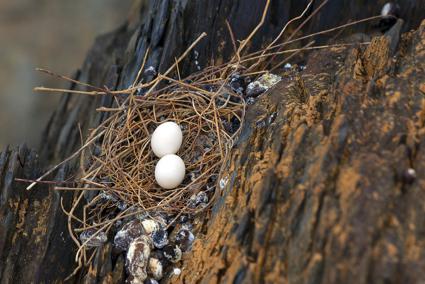 Nutritional value of bird's nest