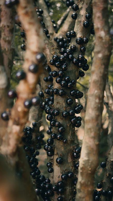 Nutritional value of jaboticaba fruit