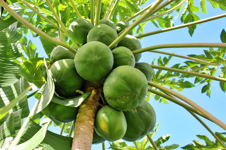 Nutritional value of papaya leaves