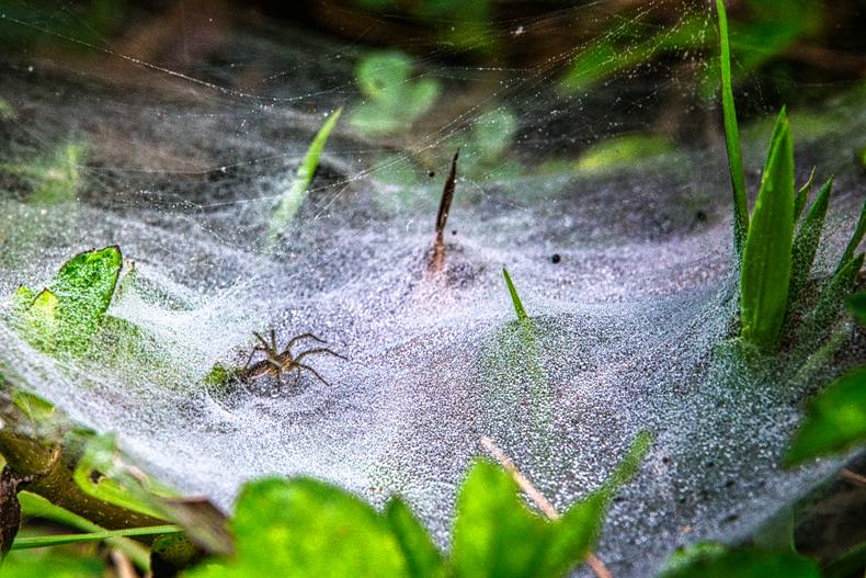 Nutritional value of spider plants