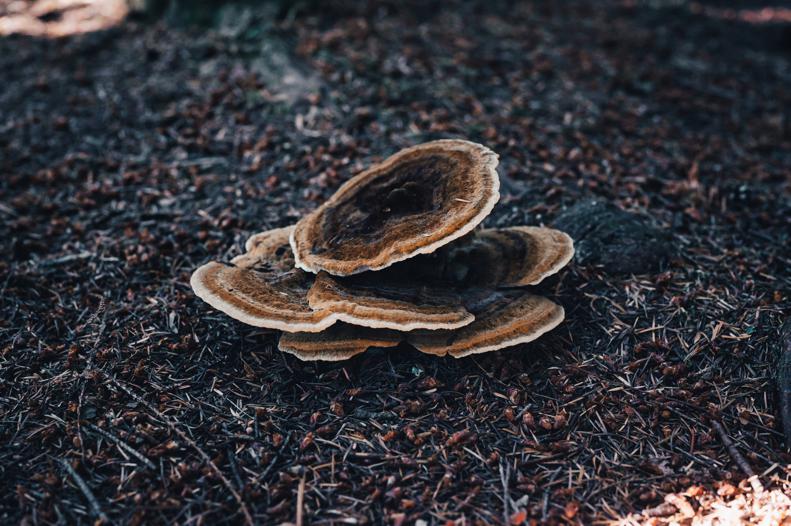 Overview of turkey tail mushroom