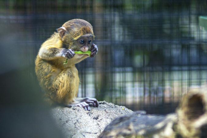 Possible side effects of eating golden kiwis