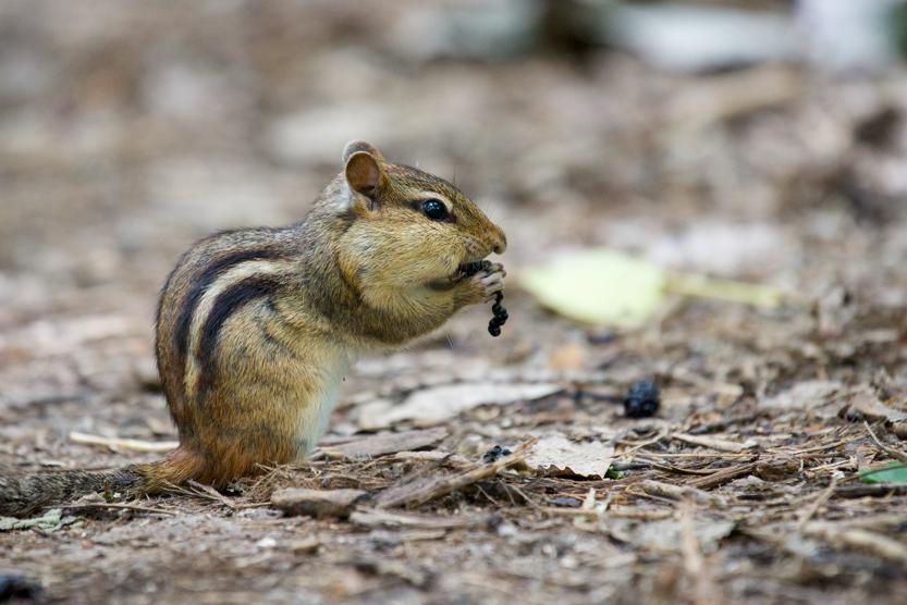 Possible side effects of eating ground cherries