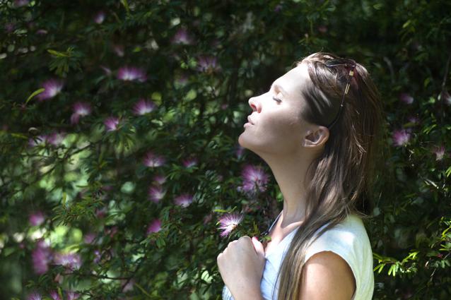 Potential risks and side effects of milkweed