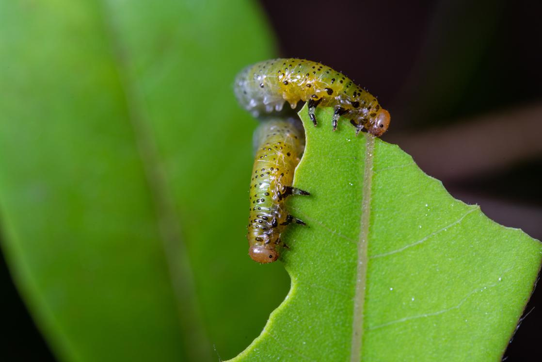 Potential risks of eating caterpillars