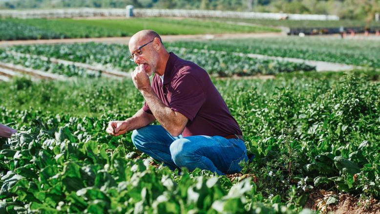 Potential side effects of eating malabar spinach