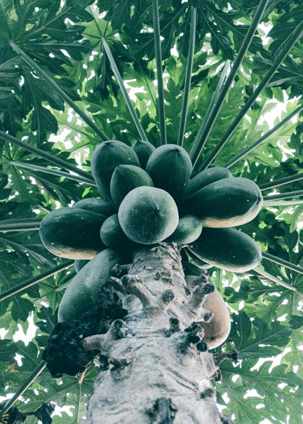 Potential side effects of papaya leaves