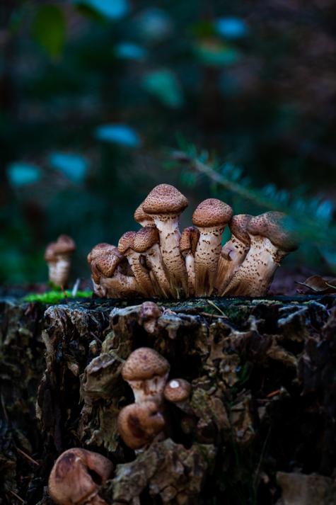 Reaping the benefits of portabella mushrooms