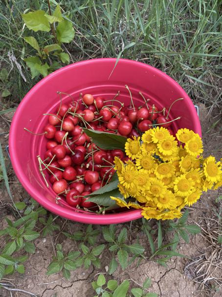 Recipes that feature ground cherries