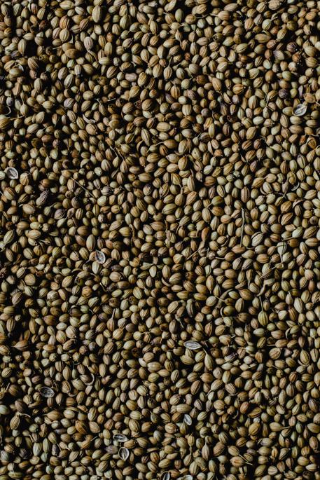 Recipes using coriander seeds