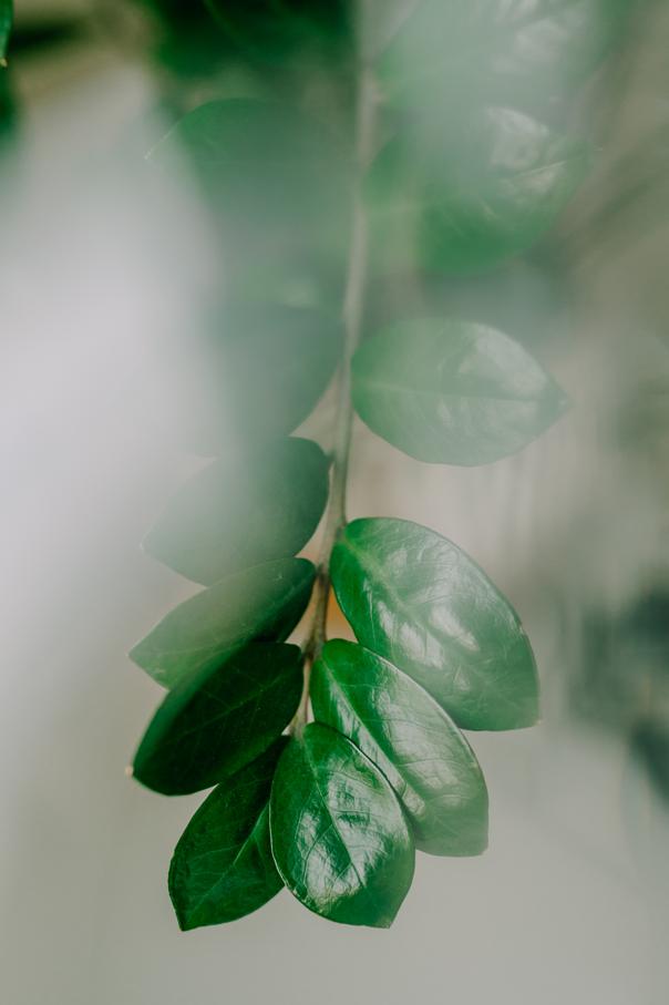 Soursop leaf