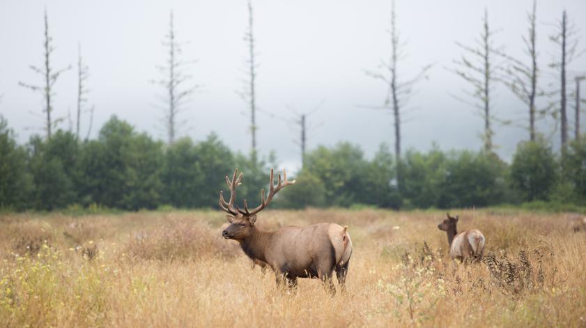 The anti inflammatory benefits of elk