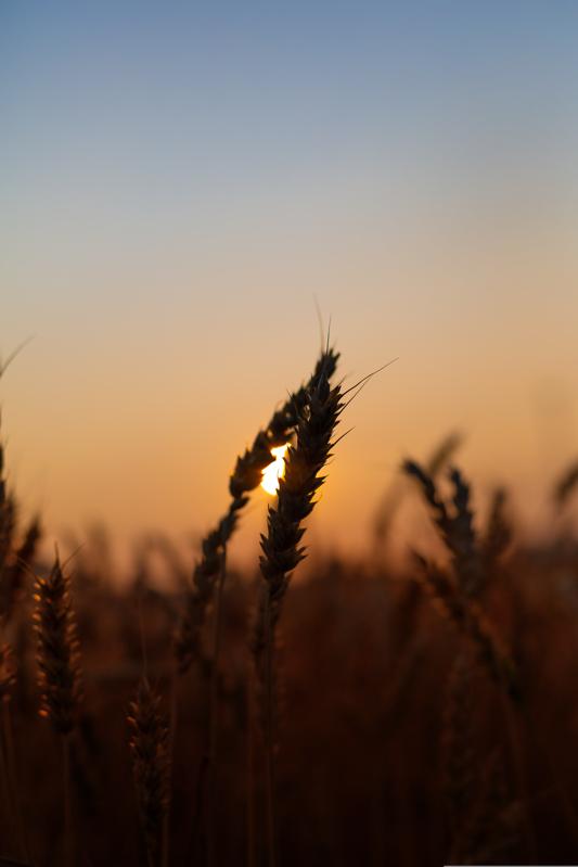 The different ways to consume wheat grass