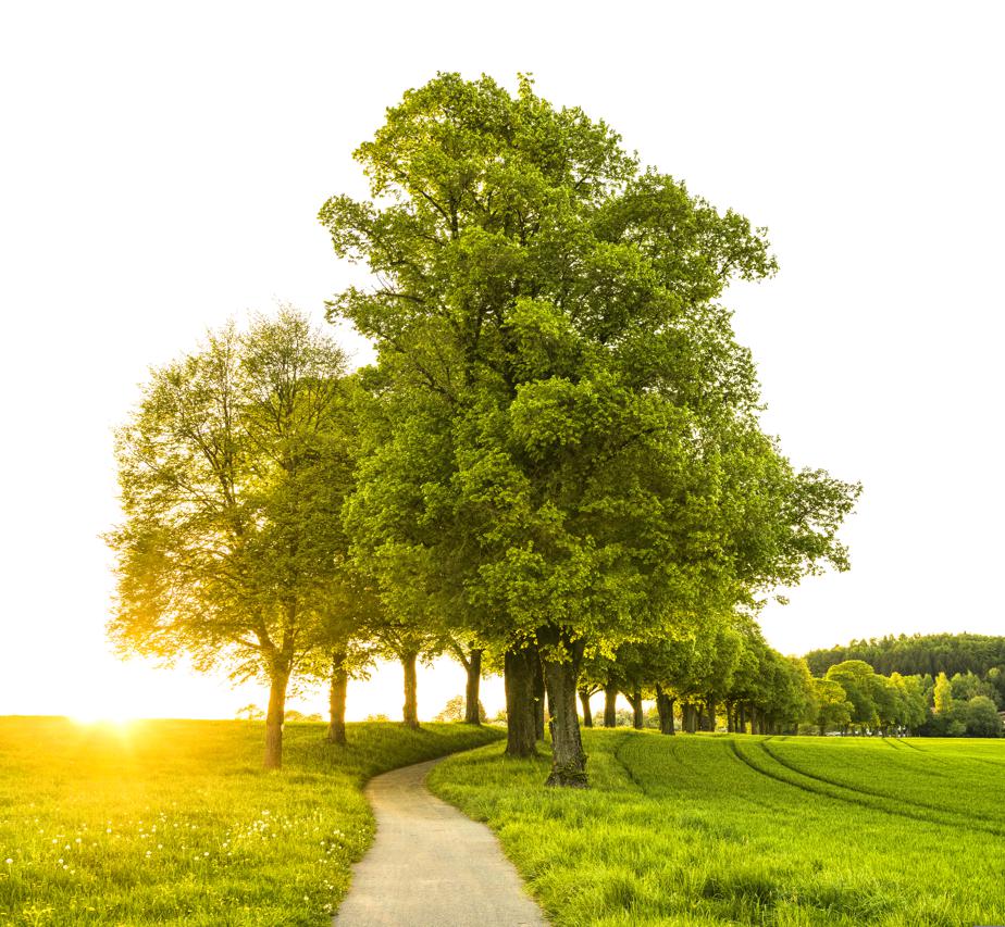 The nutritional benefits of oak trees