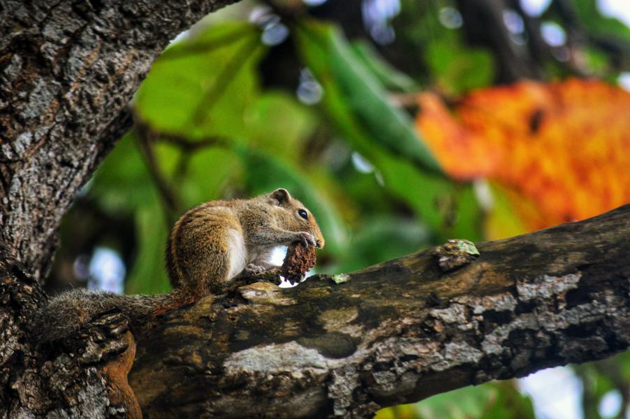 Tips and warnings for eating acorns