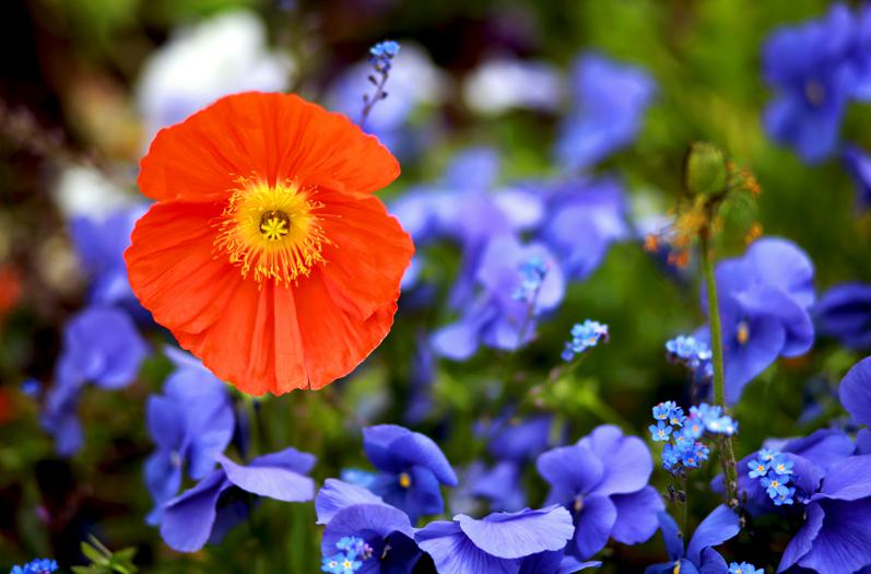 Tips for finding and harvesting wild violets