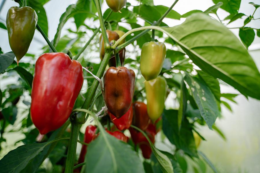 Tips for growing your own banana peppers