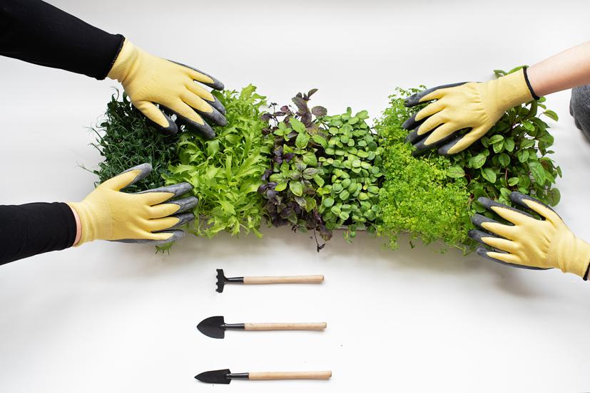 Tips for growing your own microgreens