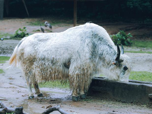 Types of ox bile and their uses