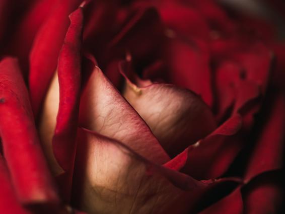 Antioxidant properties of rose petals