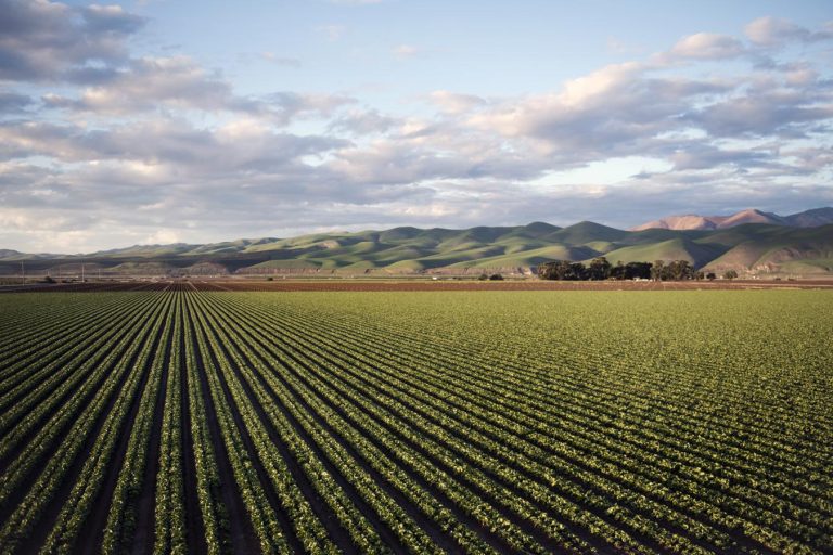 Benefits Of Cover Crops For Soil Health