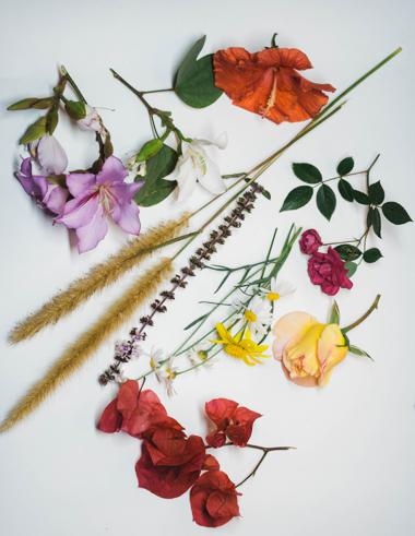 Different varieties of lilac flowers