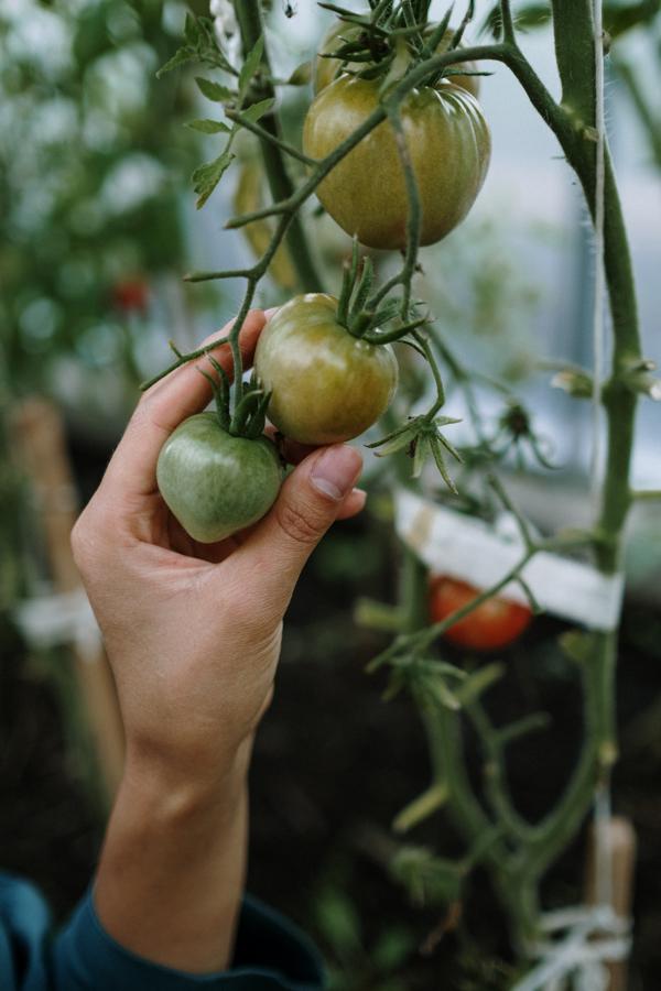 Environmental benefits of growing your own food