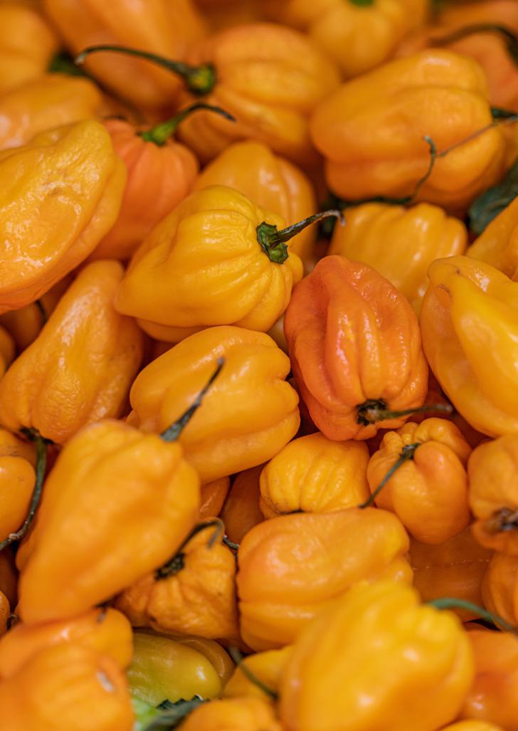 Habanero pepper recipes