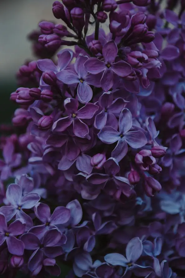 Health Benefits Of Lilac Flowers