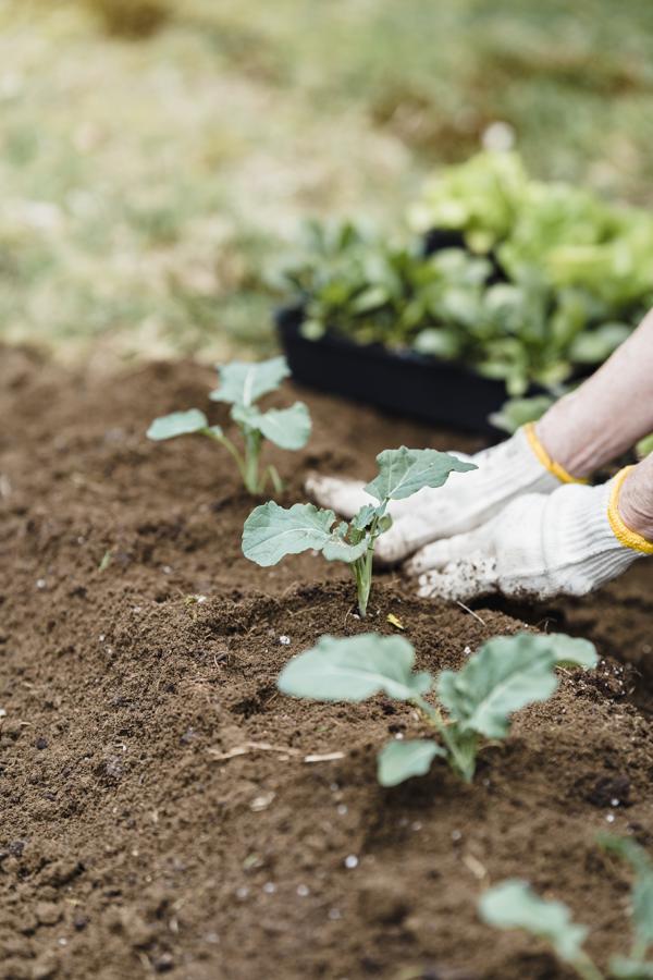 How to prepare and plant cover crops