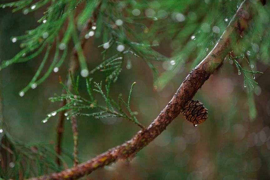 How to use pine needles