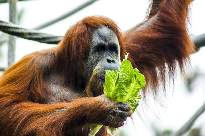 How to use wild lettuce