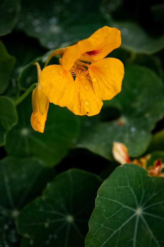 Nasturtium flower recipes