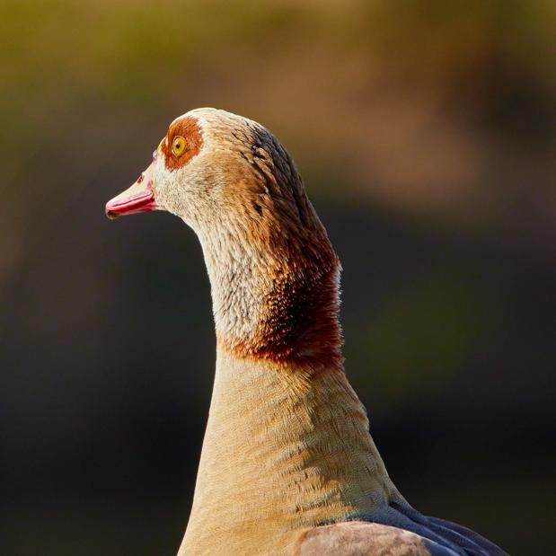 Nutritional profile of duck