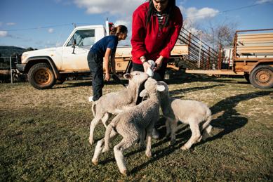 Nutritional profile of lamb