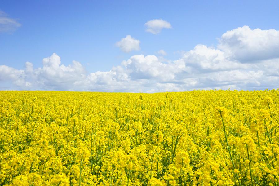 Nutritional profile of mustard greens