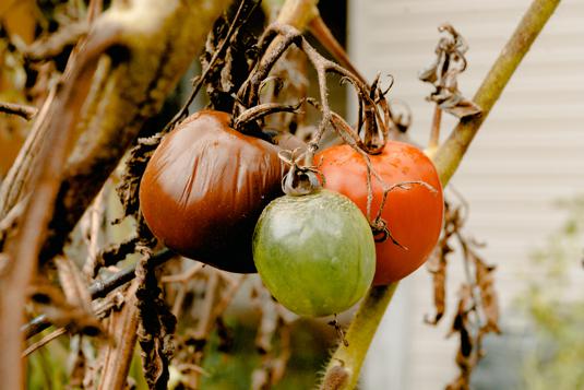 Possible health benefits of sun dried tomatoes