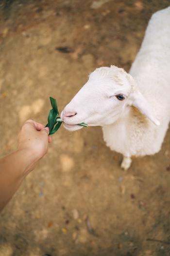 Potential risks of eating lamb