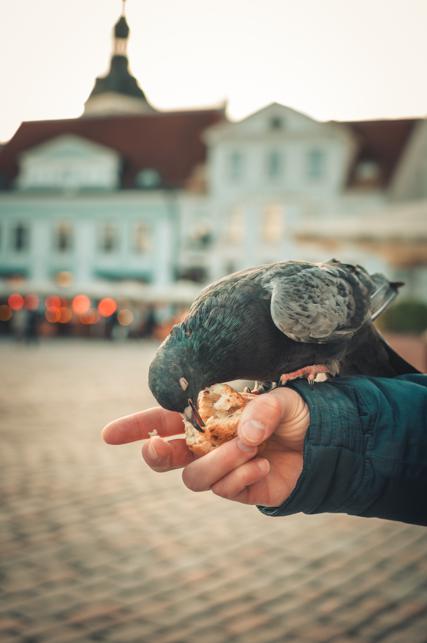 Potential side effects of eating pigeon peas