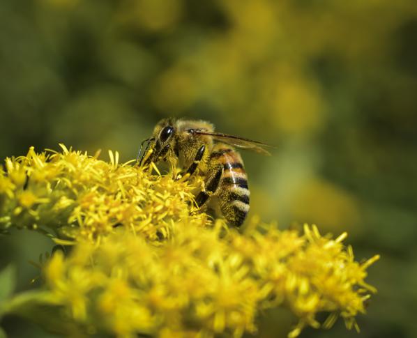 Potential side effects of honey & garlic consumption