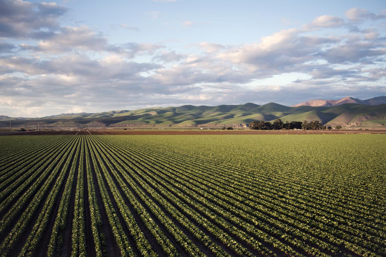 Tips for choosing the right cover crops for your soil