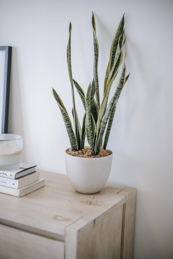 Varieties of snake plant