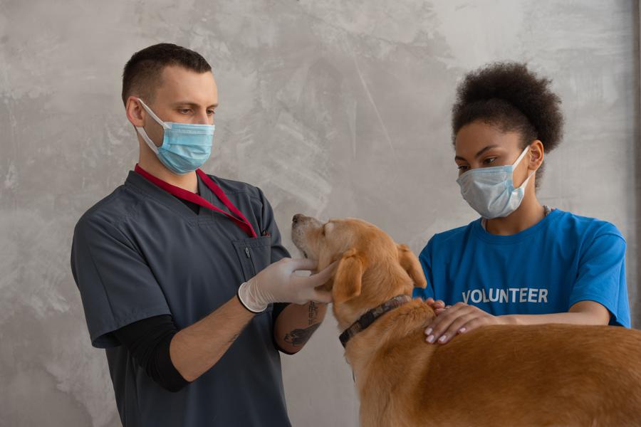 Veterinary care: important considerations for seniors in regards to veterinary care