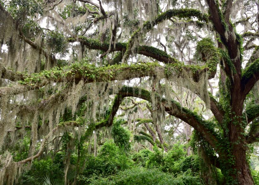 Where to find spanish moss