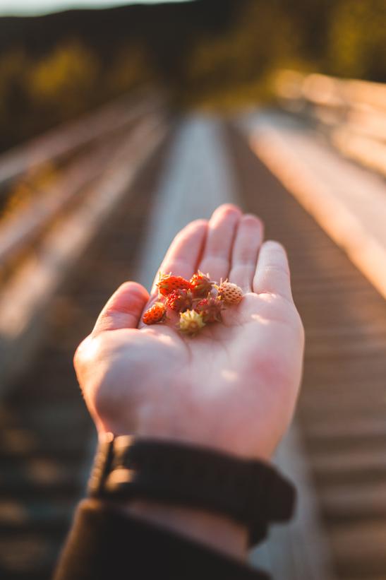 Nutritional benefits of sabudana: examining the key nutrients present in sabudana