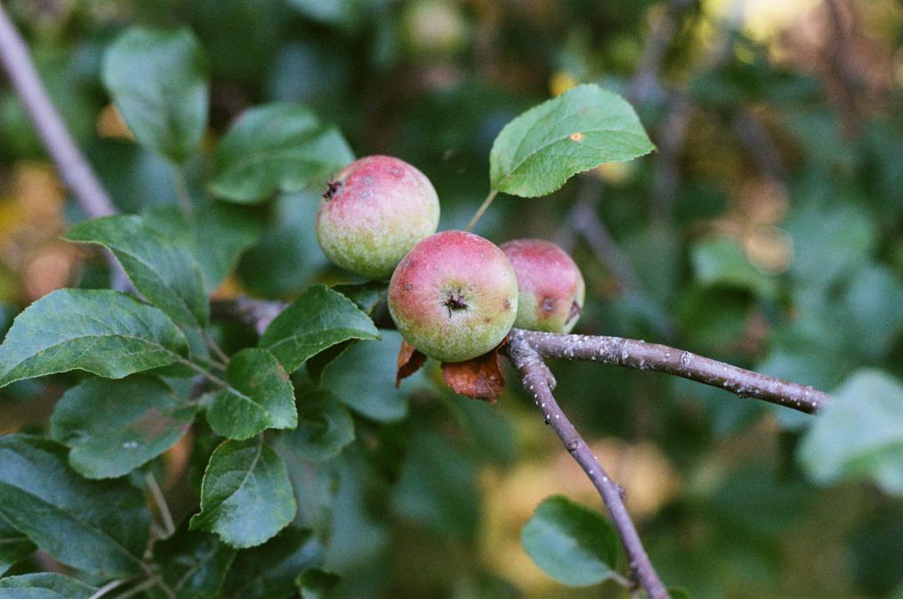 Tips for growing custard apples in your garden