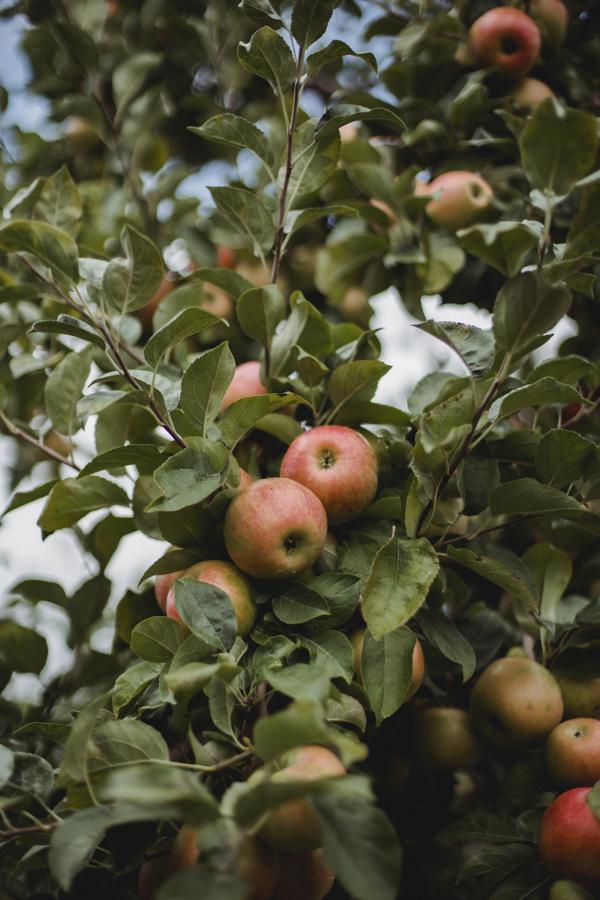 Tips for locating seasonal produce