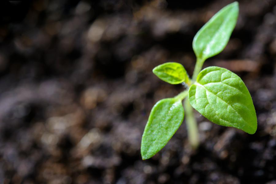 Understanding plant nutrition