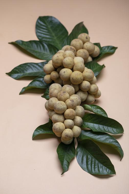 Longan fruit