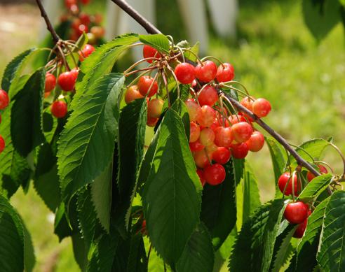 Other health benefits of cherries